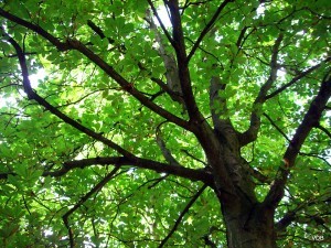 Green Leafy Tree