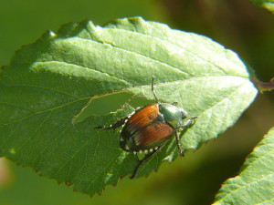 Japanese Beetle - Defoliating Insect 2