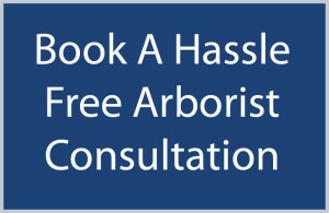 Book A Free Arborist Consultation