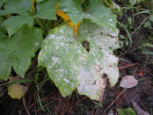 Powdery Mildew On Leaves