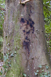 Bleeding Cankers On Beech Tree