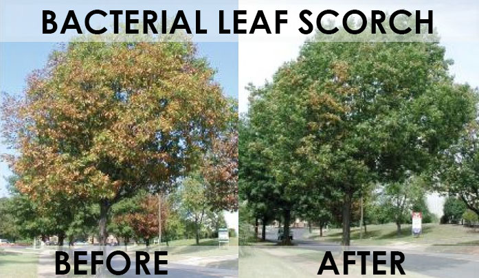 Bacterial Leaf Scorch