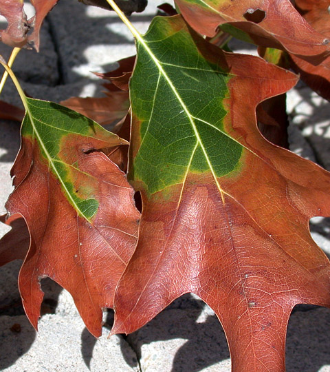 Bacterial Leaf Scorch tree disease symptoms
