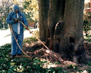 RTEC technician performing soil aeration in a tree's critical root zone.