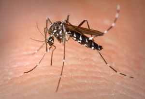 Safe-Shield™ Organic Mosquito & Tick Treatment