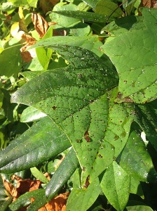 Sap dripping on the leaves of my shrubs