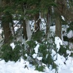 snow broken branches
