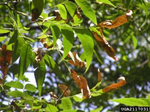 Brown Leaves Bacterial Leaf Scorch