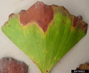 Bacterial Leaf Scorch Dead Tissue