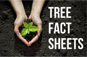 Tree Facts