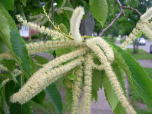 American chestnut tree in bloom