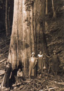 American chestnut tree