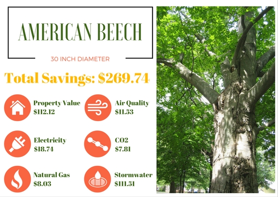 Benefits Of Trees American Beech