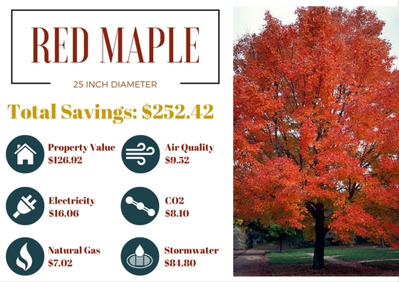 Benefits Of Trees Red Maple