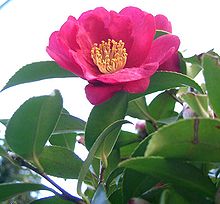 Camellia sasanqua - resistant to Phytophthora Root Rot