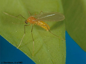 Boxwood Leafminer Adult Fly