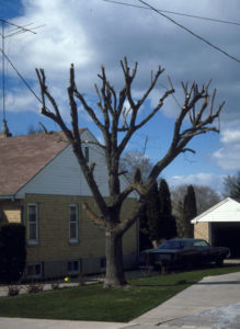 tree that has been badly topped instead of properly pruned