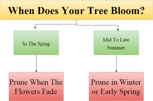 best time to trim trees