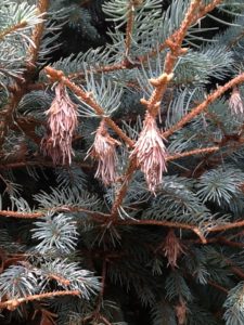 Bagworms on Evergreens 3