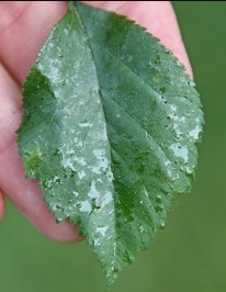 Lecanium Scale -Honeydew azalea bark scale symptom