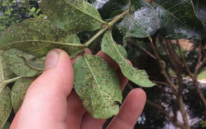 Tree Bugs - Aphids