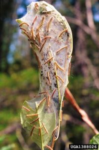 Tree Bugs - Fall Webworm