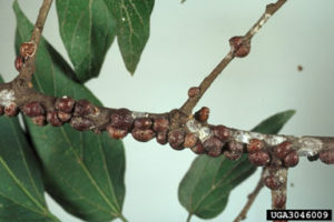 Tree Bugs - Lecanium Scale