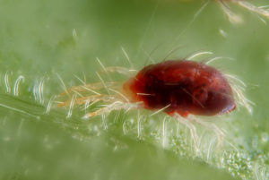 Tree Bugs - Spider Mite
