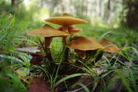 Tree Fungus - Armillaria Root Rot