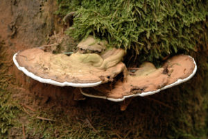 Ganoderma applanatum mushroom 