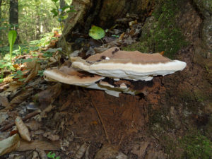 Ganoderma applanatum mushroom