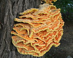 chicken of the woods fungus