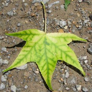 Yellowing Leaves - Interveinal Chlorosis Sweet Gum
