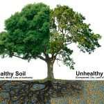 Soil & Root Health Get Your Soil & Roots