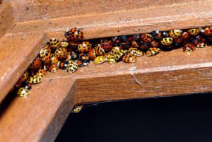 Asian Lady Beetles