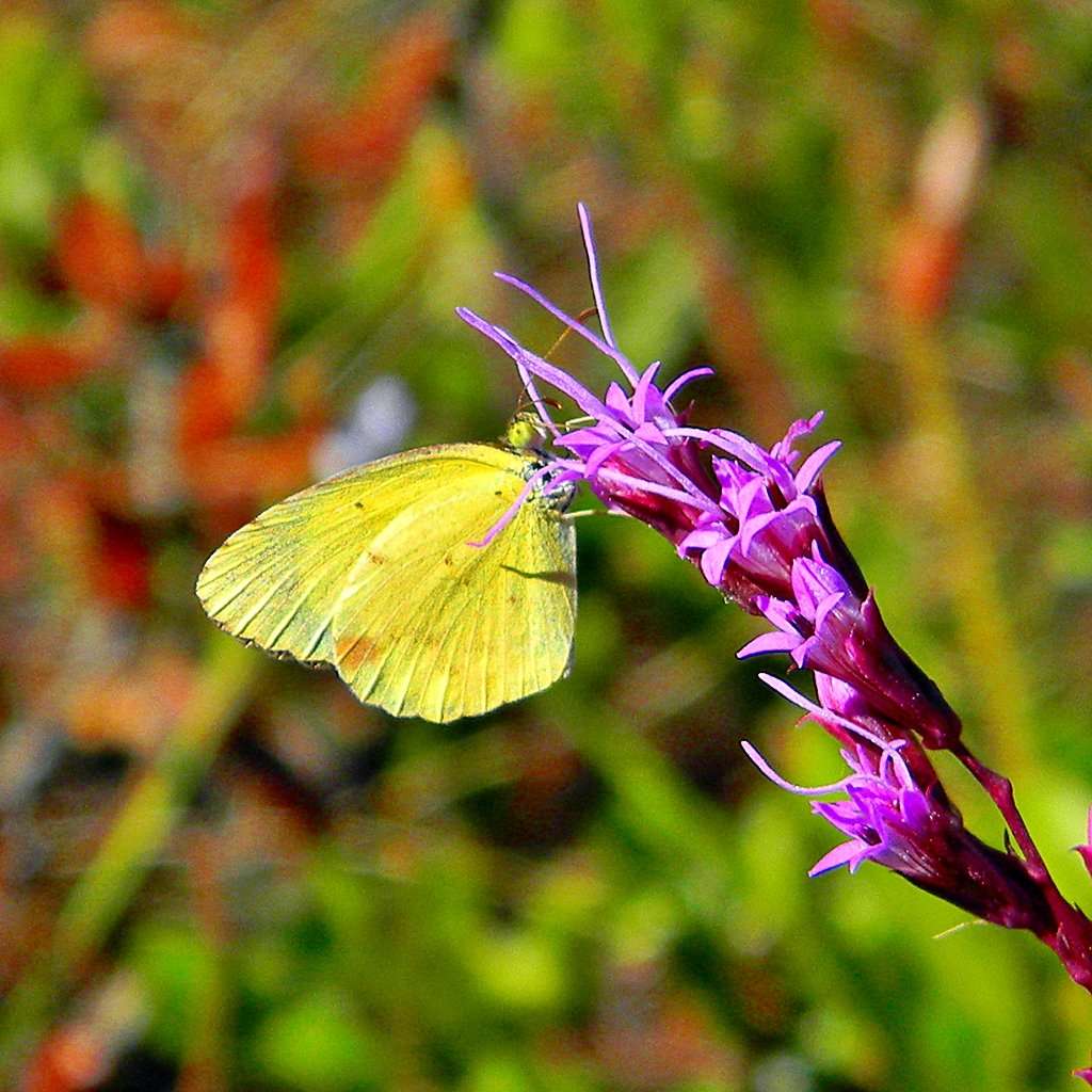 invasive-plants-don-t-let-invasives-take-over-your-property