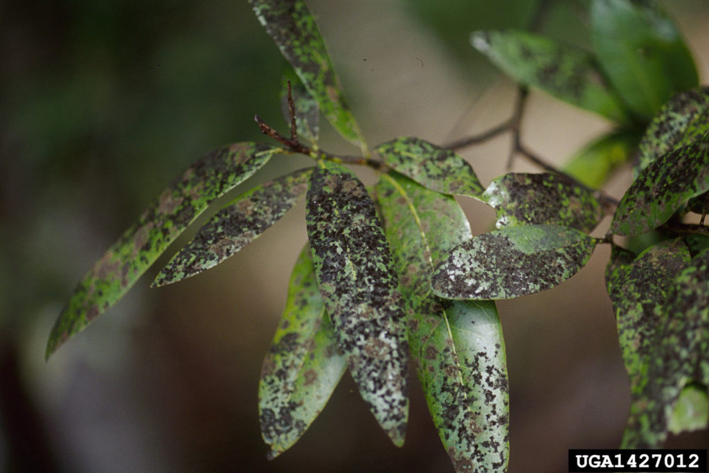 Sooty Mold azalea bark scale insect symptom