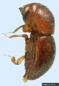 Ambrosia Beetle 3