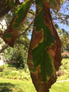 horse chestnut leaf blotch 1