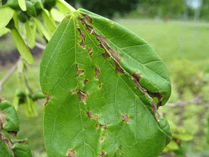 Fungal Leaf Diseases - Anthracnose