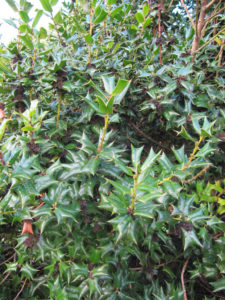 Problem Free Trees and Shrubs - Chinese Holly