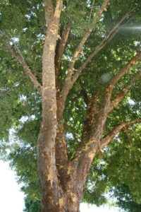 Problem Free Trees and Shrubs - Lacebark Elm