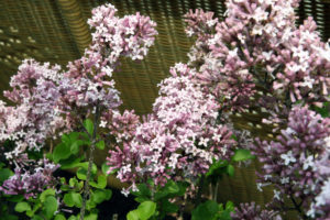 Problem Free Trees and Shrubs - Meyer Lilac