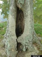 signs your tree is sick - tree cavity