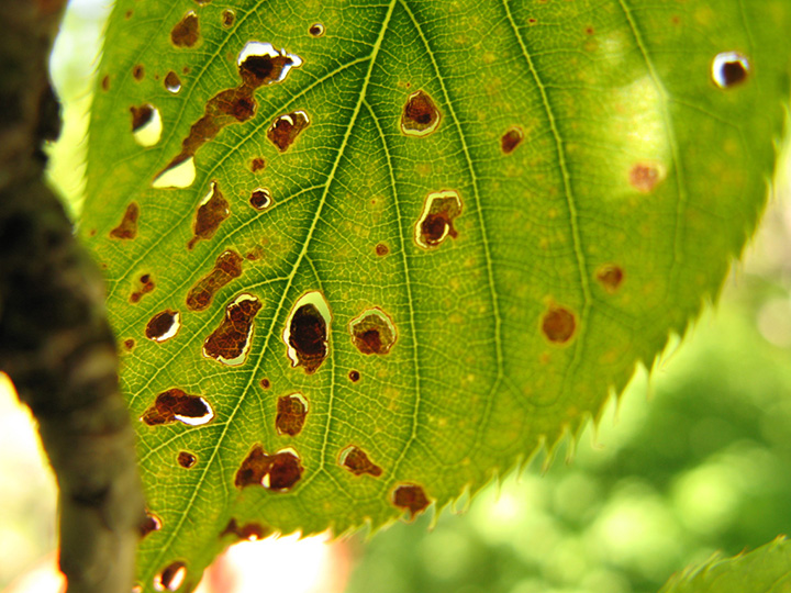 signs your tree is sick - leaf spot