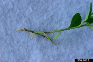 Boxwood Blight - Black Cankers