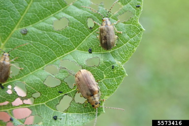 Adult Viburnum Leaf Beetle