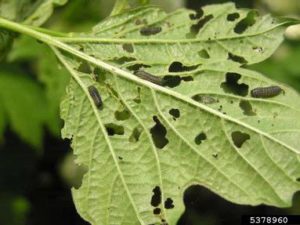 Adult Viburnum Leaf Beetle Damage