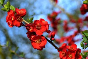 Attracting hummingbirds - flowering quince