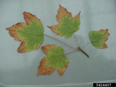 Bacterial Leaf Scorch Before And After Treatment